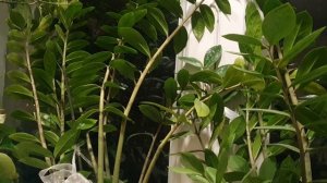 Мой листопад