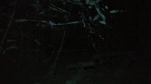 В лесу 08.11.2025, ч. III: как Россия естественным путём становится полюсом многополюсного мира