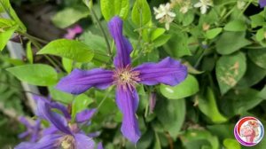 цветущие клематисы всё  лето