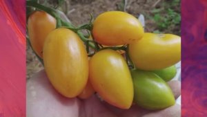 Каталог томатов 2025 года.Часть 18. г. Киров