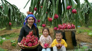 Собирю драконий фрукт с двумя детьми для продажи на рынке. Готовлю кашу для детей. Жизнь во Вьетнаме