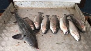 итоговый улов на малом водоёме