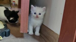 Мама-кошка и её белый котёнок. Мама-кошка наблюдает, как мило играет белый котёнок.