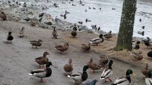 Уткам весело и сытно