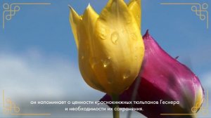 Фестиваль тюльпанов весенняя симфония Калмыкии. Беренкеева Ангелина Евгеньевна. «Земля открытий»