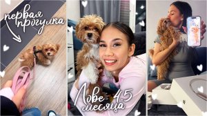 Хочу КУПИТЬ ещё МАЛЬТИПУ для Ловы // советы КИНОЛОГА