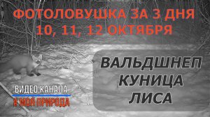 Фотоловушка 10-12 октября. Вальдшнеп, Лиса и Хорек