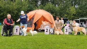 31.08.2025, СПб. Клуб "Бэст-Клуб" (РКФ, РФСС). Выставка собак САС 8 группы FCI