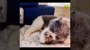 Просто котонаседка