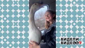 Девочке подарили гуся. Видели видео? Фрагмент выпуска от 09.11.2025