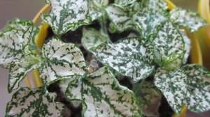 Гипоэстес: выращивание рудужного листа на подоконнике