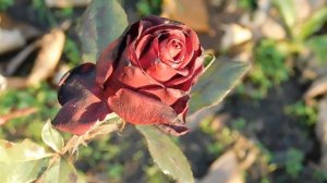 06=11=2025 кмр   ПВН  (137)