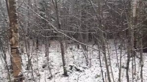 И к нам снег пришёл