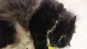 Мишка кот 🐱😺🐈