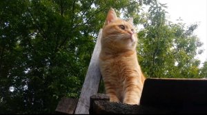 Кошки-ангелы