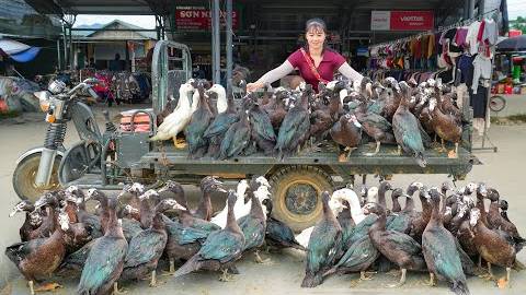 Купила 100 килограмм гусей у фермера. Чтобы перепродать на местном рынке.