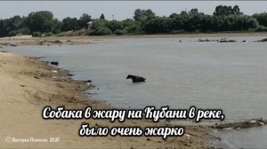 Собака в жару на Кубани купается в реке