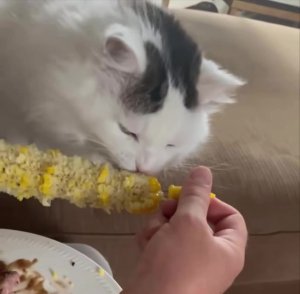 Оо кукурузовое