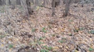 как я снимал лес