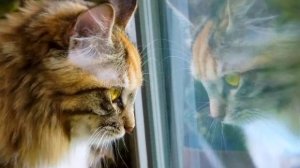 Напишу я красивую песню - стихи Виктор Левашова, Ярославль.