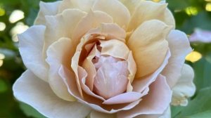 Suo Qingqiu- осенний лес в окраске золота. Китайская роза Хамелеон 2021г