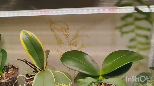 📣Полезные находки среди товаров для цветов с WB. 🔥