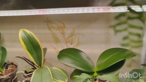 📣Полезные находки среди товаров для цветов с WB. 🔥