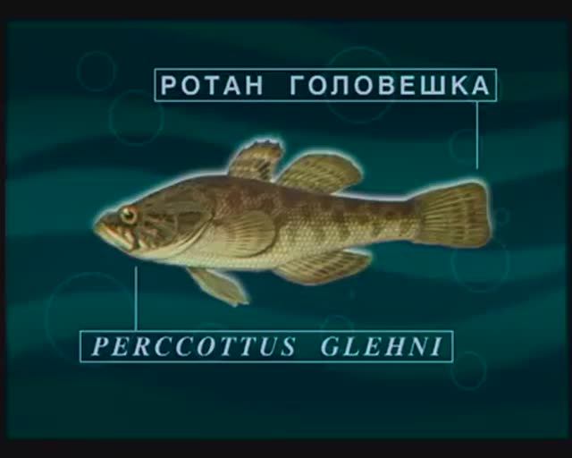 Почему Ротан-головешка — Perccottus glenii так быстро расселился по всей европейской части России ?