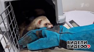 Спасение хорьков. Видели видео? Фрагмент выпуска от 09.11.2025