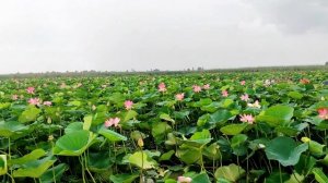 Ахтанизовский лиман.Лотосы