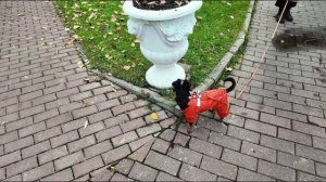 Осень в Екатерининском парке: золотая Москва 2025 🍁🏛️