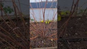 Поговорим про обрезку малины