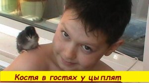 Костя  в  гостя  у  цыплят