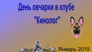 День овчарки в клубе "Кинолог". Январь 2019