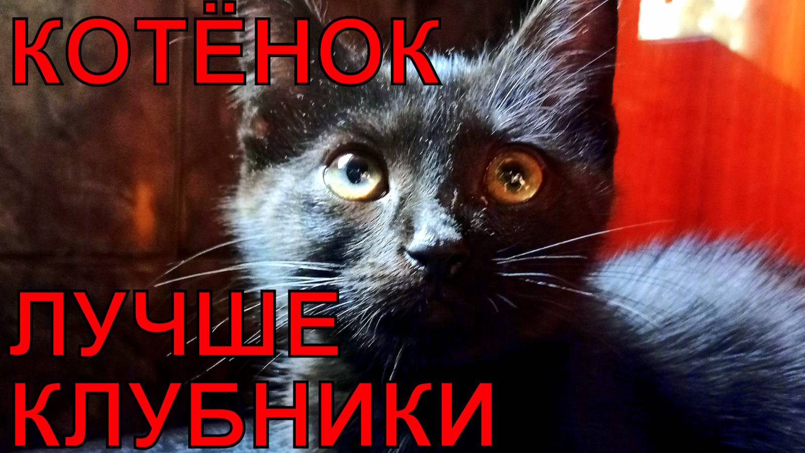 Где взять котенка для дома