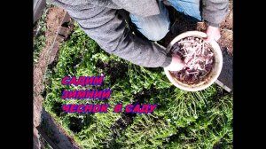 САДИМ ЧЕСНОК ЗИМНИЙ