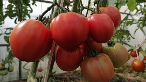 Этот томат пользуется популярностью благодаря своим вкусовым качествам и урожайностью.