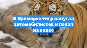 pre_Long_3252960455_combine_video