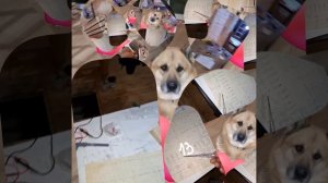 1000039736.mp4 (Собака смотрит на монтаж электропроводки ( по аварийным ситуациям ) в доме А-фрейм)