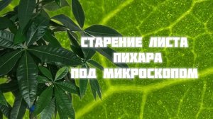 Старение листа на примере Пихары