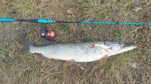 Щучий октябрь рыбалка на спиннинг.