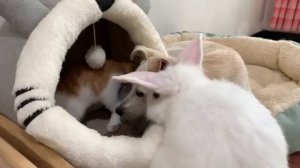 Кролик в шоке, Щенок влюбляется в кошку - 2025 год