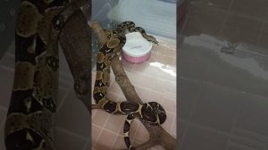 Удав Ноника. 6 ноября 2025 г.