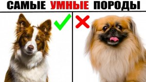 5 самых БЫСТРООБУЧАЕМЫХ пород собак в мире
