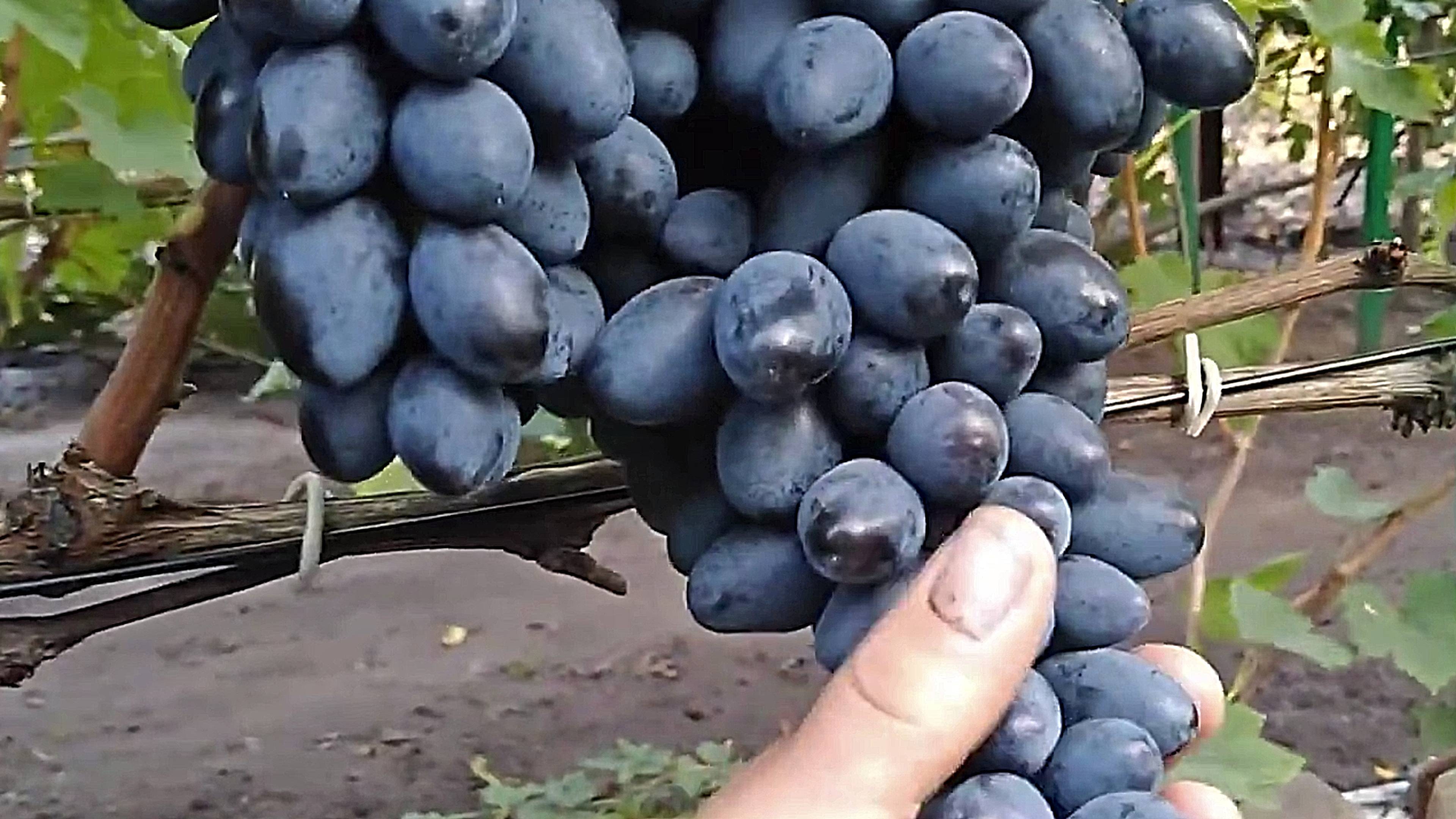 Виноград Кишмиш Аттика Ростов-на-Дону | Small Gardens