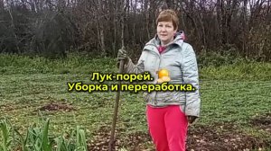 Лук-порей | Убираем урожай | Сохраняем на зиму