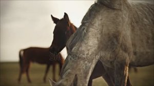 Стихотворение ( Из жизни одного коня ) Арбуз