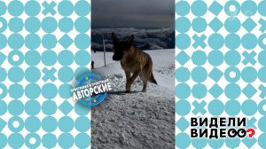 Бездомный пес покорил Эльбрус. Видели видео? Фрагмент выпуска от 09.11.2025