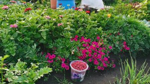 Наш урожайный огород в деревне сезон 2025! Живём и радуемся ведь жизнь одна.