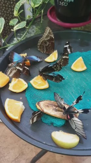 Мир тропических бабочек. Экзотические пресмыкающиеся. Царство муравьев.